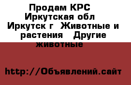 Продам КРС - Иркутская обл., Иркутск г. Животные и растения » Другие животные   